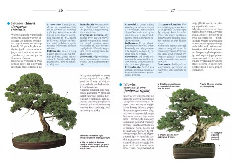 Bonsai to może być proste Bonsai to może być proste