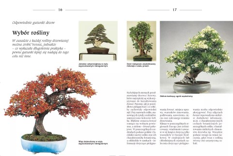 Bonsai to może być proste Bonsai to może być proste