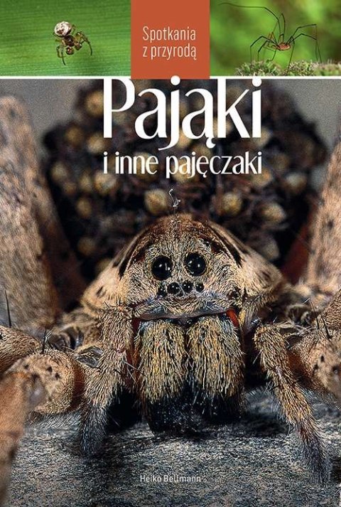 Spotkania z przyrodą. Pająki Spotkania z przyrodą. Pająki
