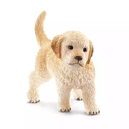 Golden retriever, szczenię Golden retriever, szczenię