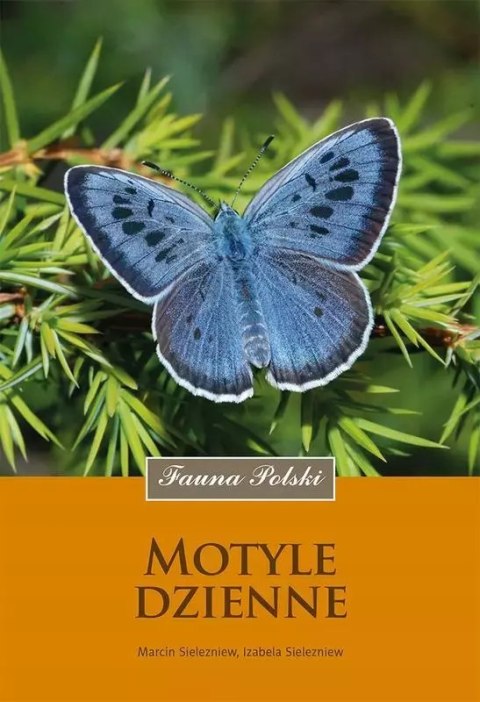 Motyle dzienne Motyle dzienne