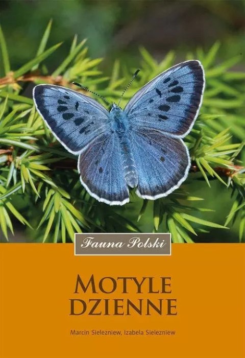 Motyle dzienne Motyle dzienne