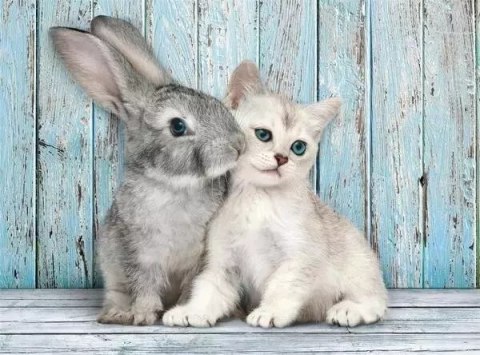 Puzzle 500 Compact Cat & Bunny Puzzle 500 Compact Cat & Bunny