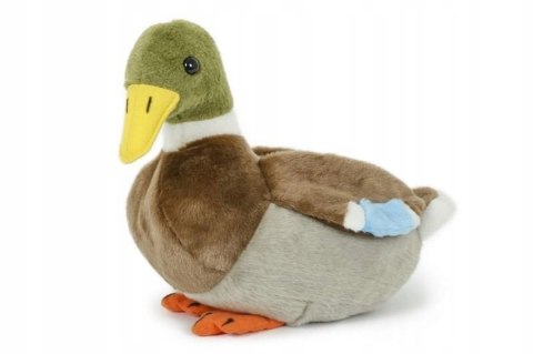 Kaczka krzyżówka pluszak 28 cm Beppe Kaczka krzyżówka pluszak 28 cm Beppe