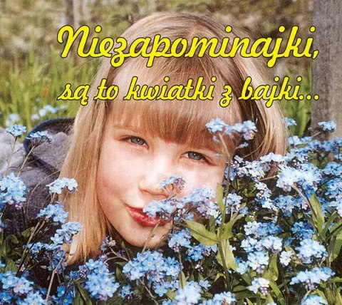 Niezapominajki, są to kwiatki z bajki... Niezapominajki, są to kwiatki z bajki...