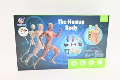 Model anatomiczny ludzkie ciało 2002086 20868 Model anatomiczny ludzkie ciało 2002086 20868